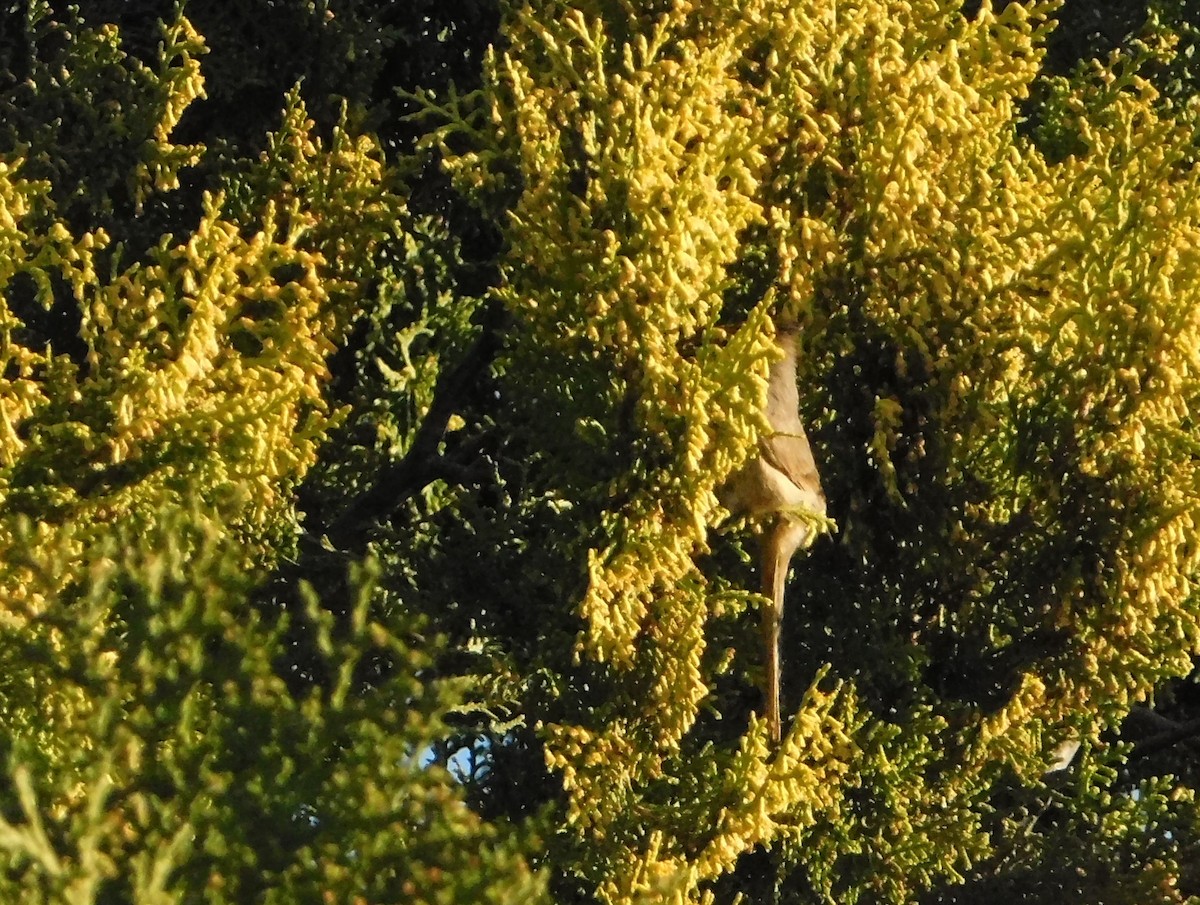 Tijeral Copetón - ML641551232