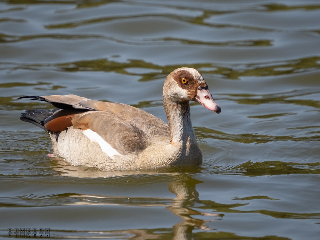 Egyptian Goose - ML641551247