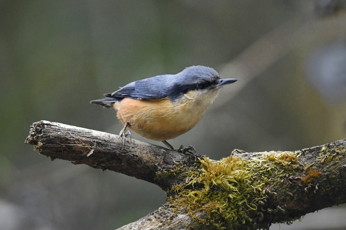 White-tailed Nuthatch - ML641551283