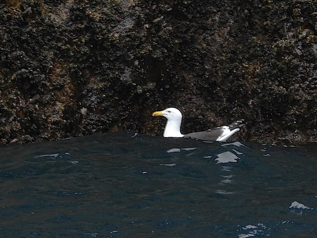 Kelp Gull - ML641551291