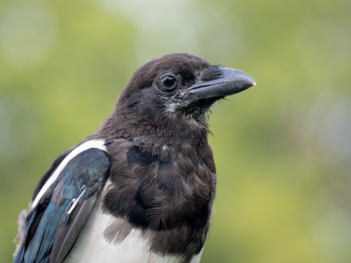 Black-billed Magpie - ML641551298