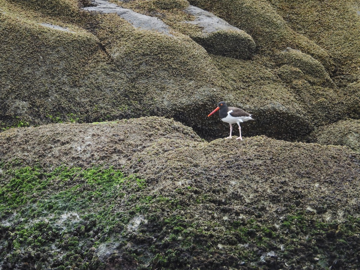 American Oystercatcher - ML641551315