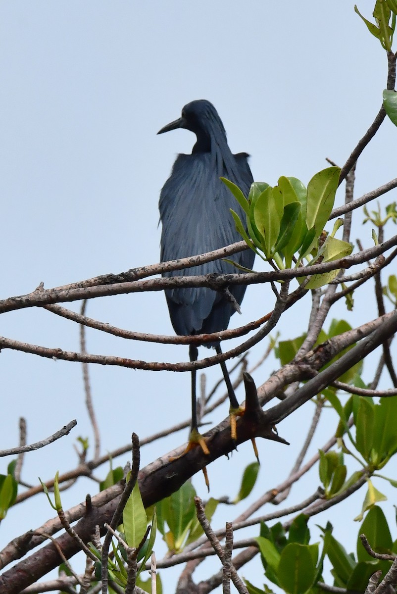 Black Heron - ML641551347