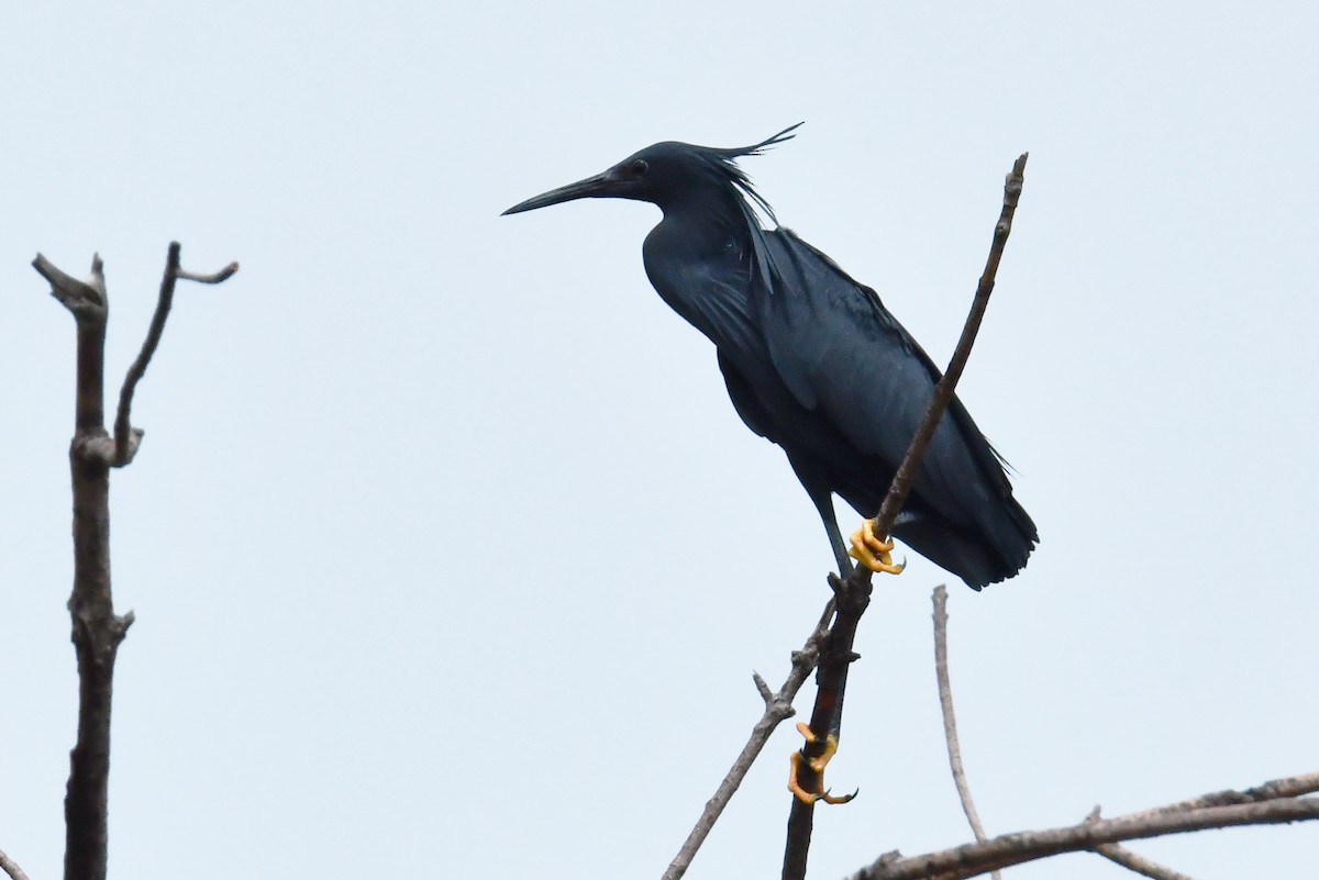 Black Heron - ML641551348