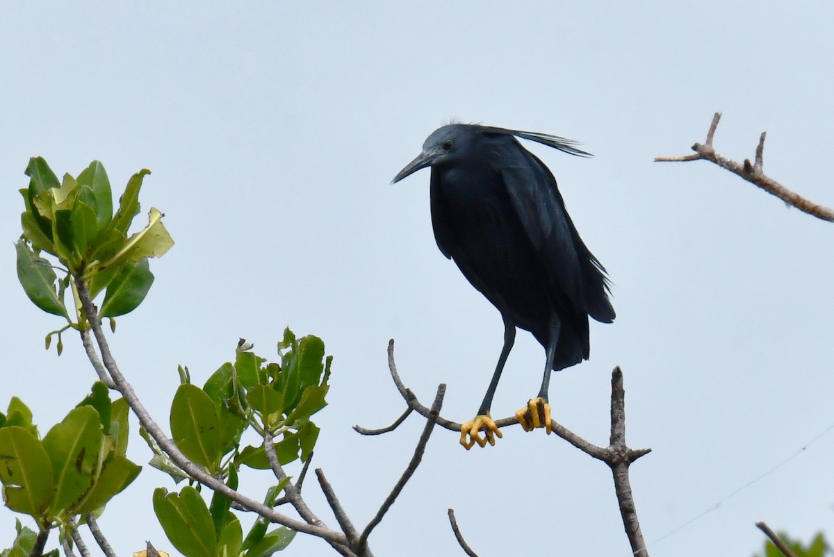 Black Heron - ML641551349