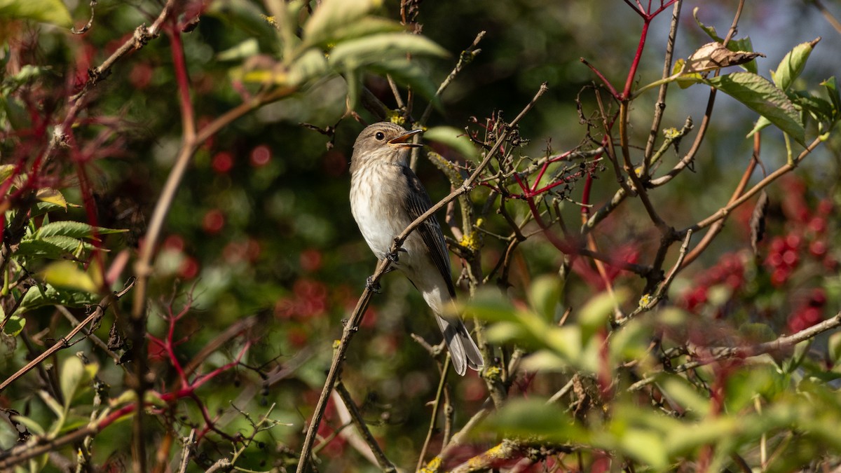 Spotted Flycatcher - ML641551352