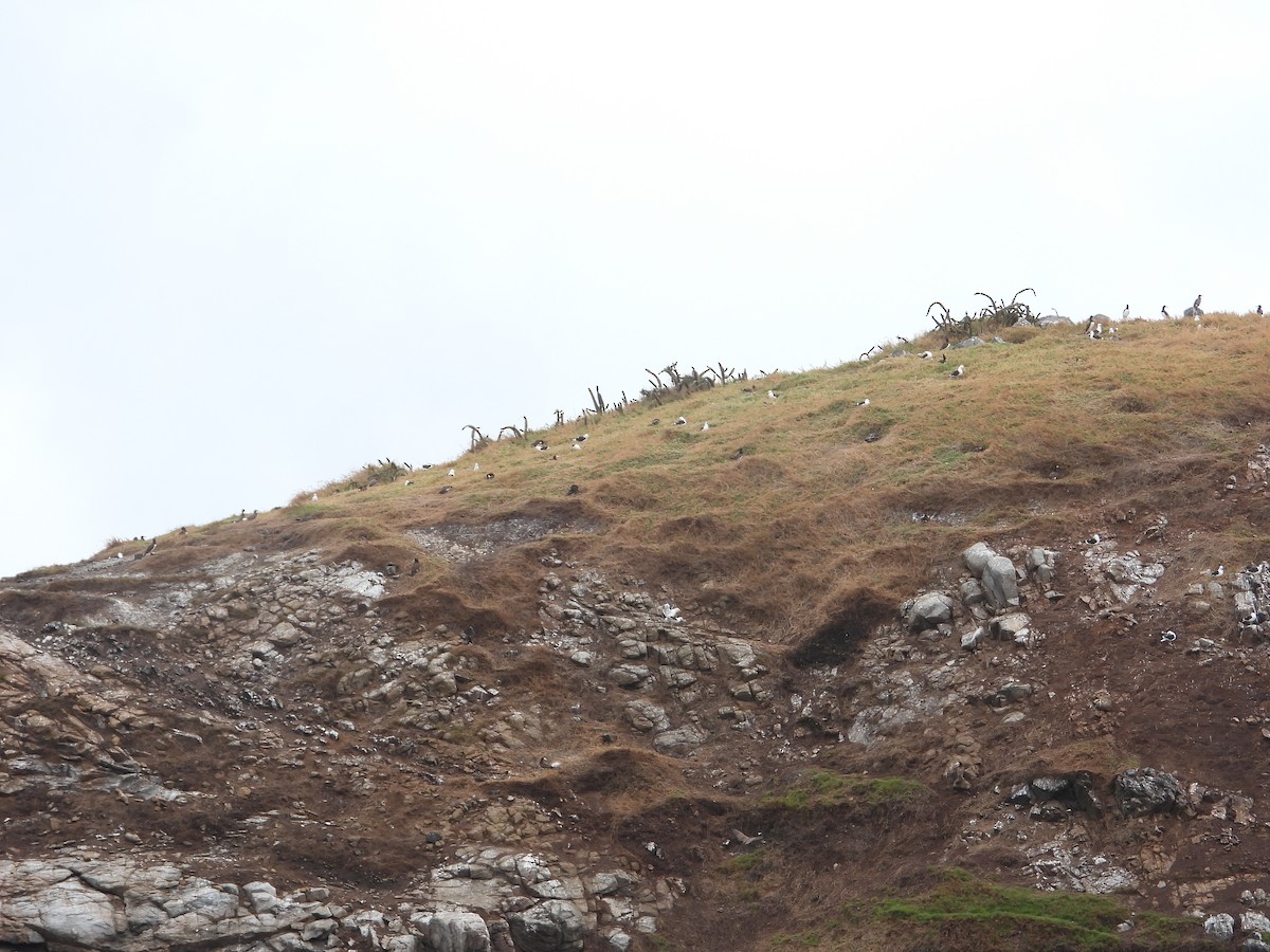 Kelp Gull - ML641551358