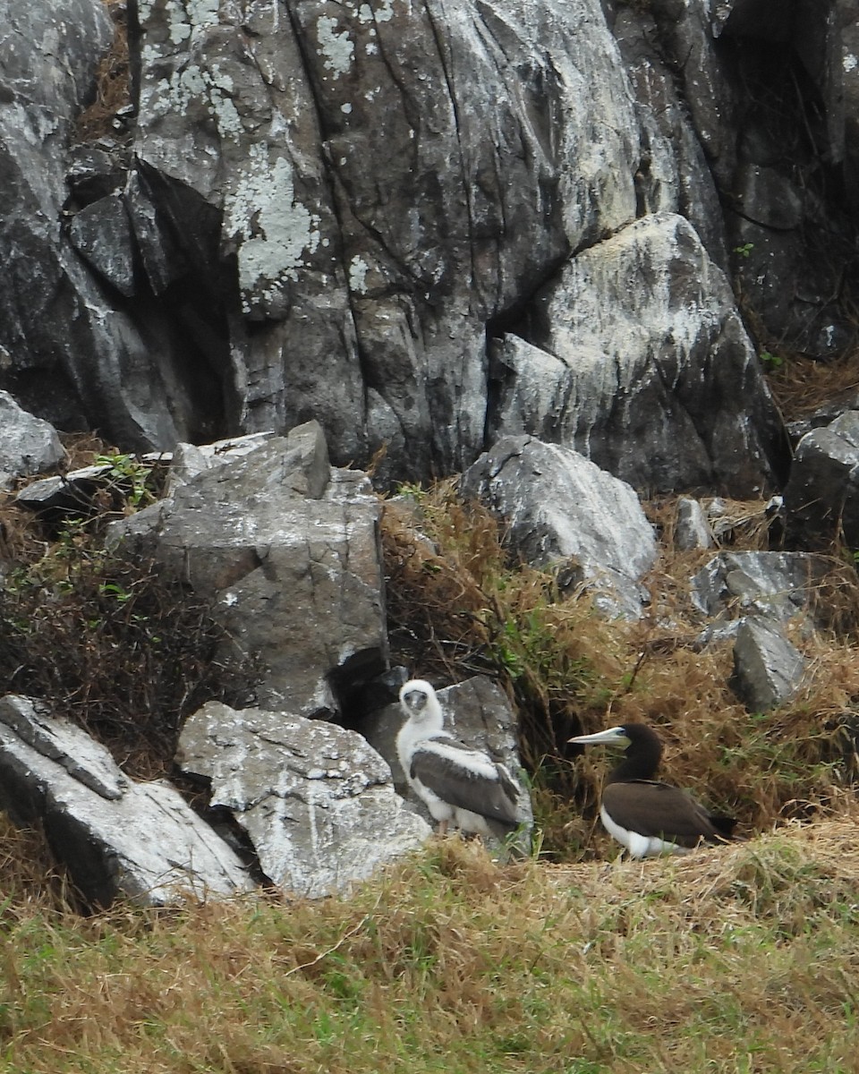 Brown Booby - ML641551399