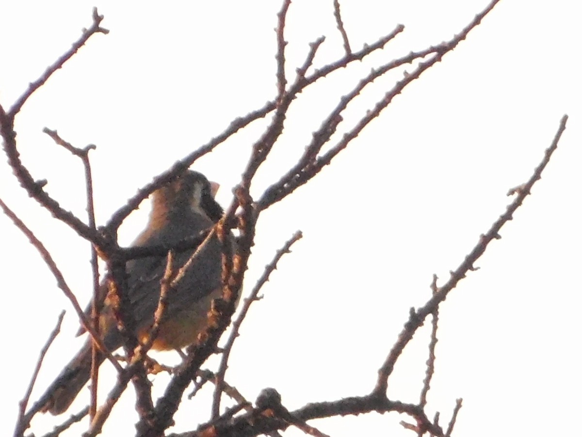 Golden-billed Saltator - ML641551427