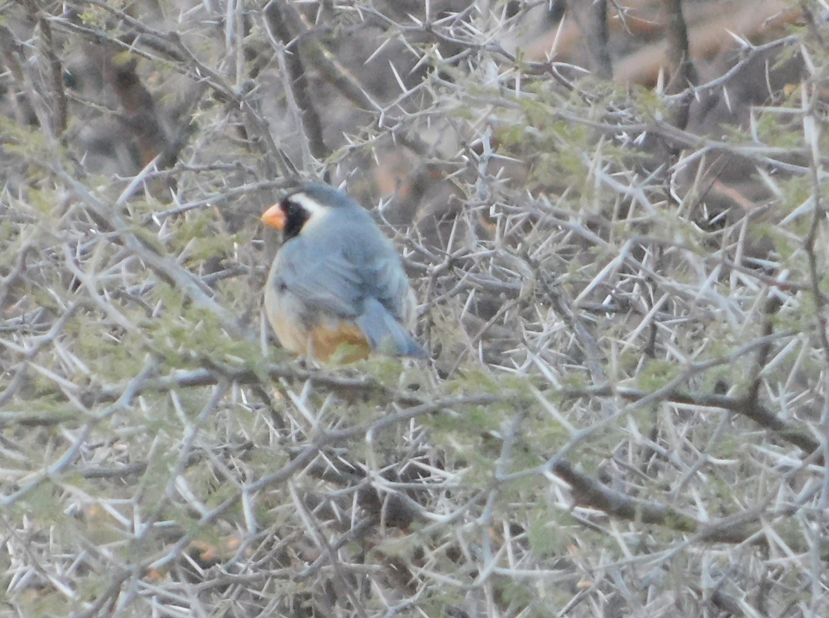 Golden-billed Saltator - ML641551428