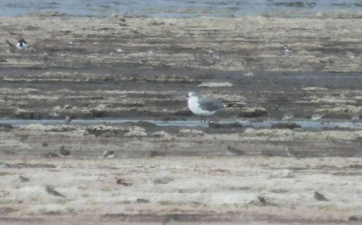 Laughing Gull - ML641551492