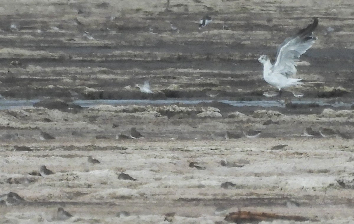 Laughing Gull - ML641551503