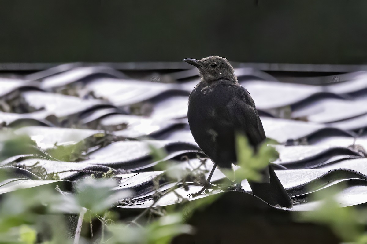 Eurasian Blackbird - ML641551509