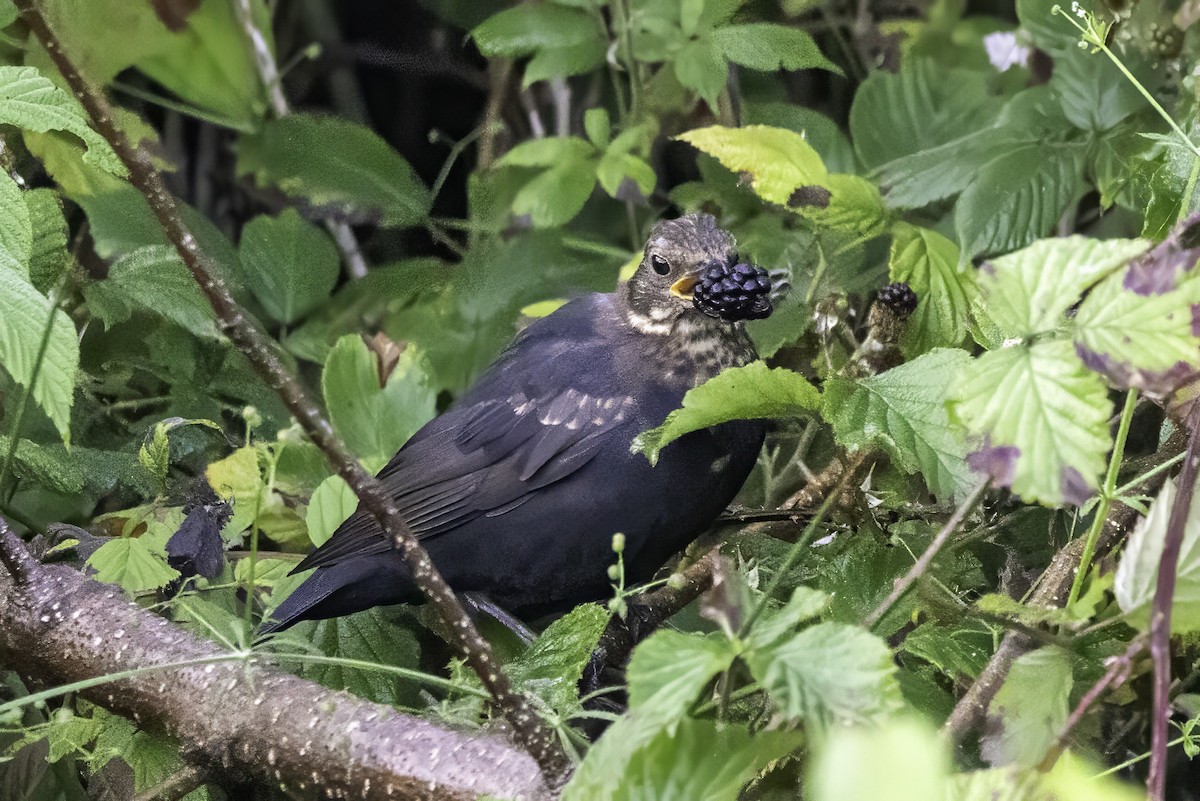 Eurasian Blackbird - ML641551513