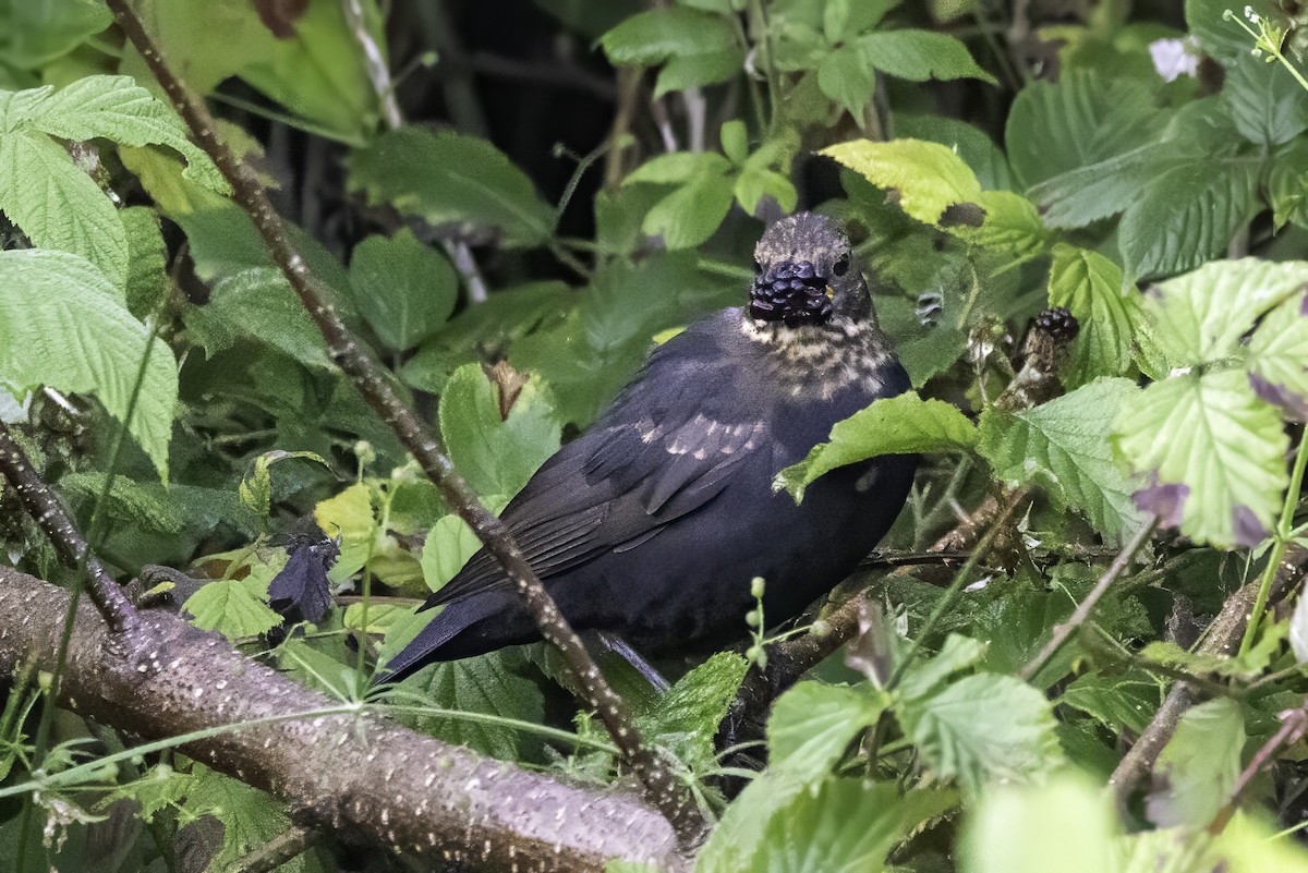 Eurasian Blackbird - ML641551518