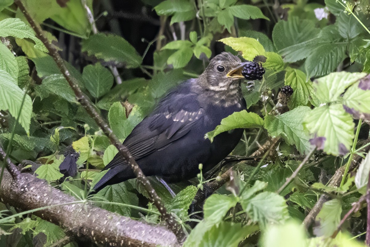 Eurasian Blackbird - ML641551521