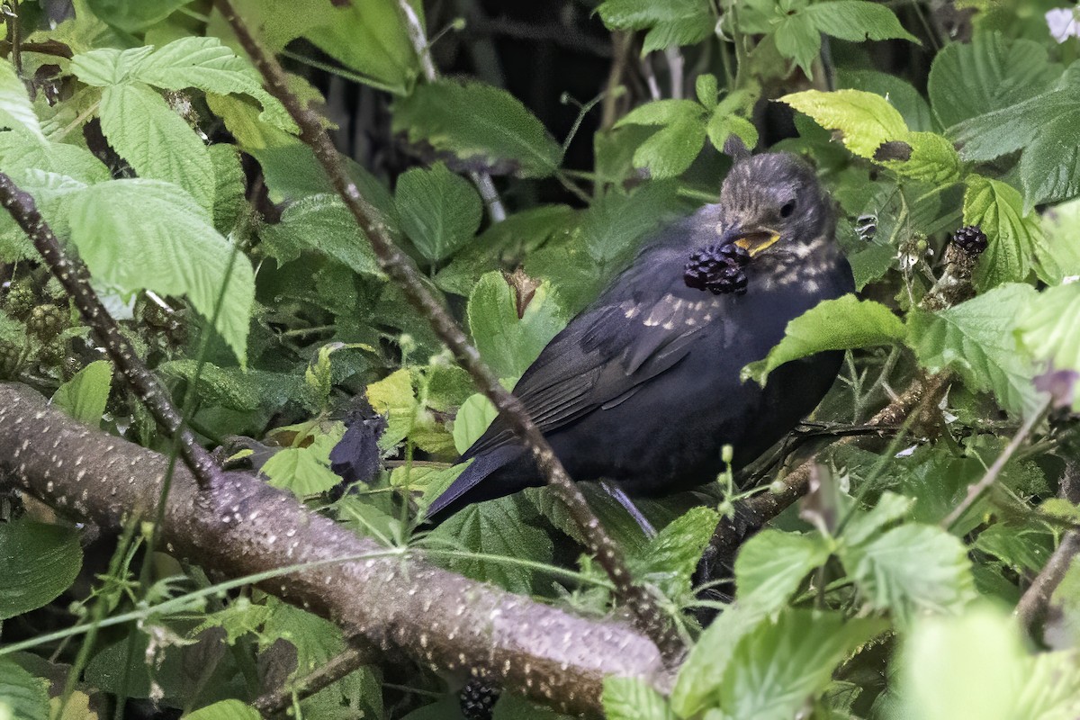 Eurasian Blackbird - ML641551525