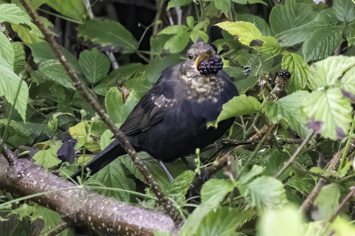 Eurasian Blackbird - ML641551527