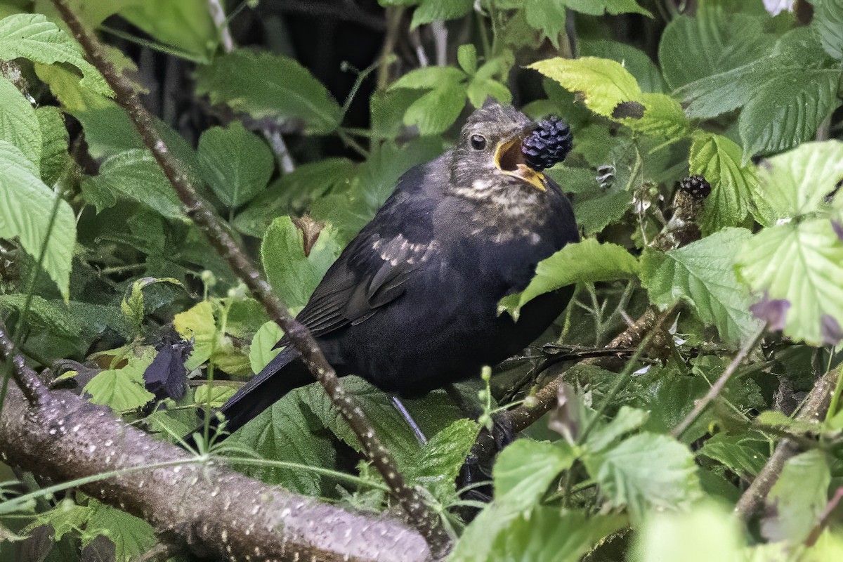 Eurasian Blackbird - ML641551531