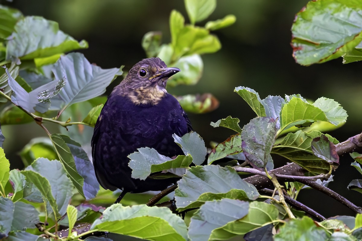 Eurasian Blackbird - ML641551534