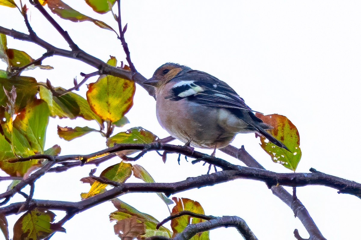 Common Chaffinch - ML641551542