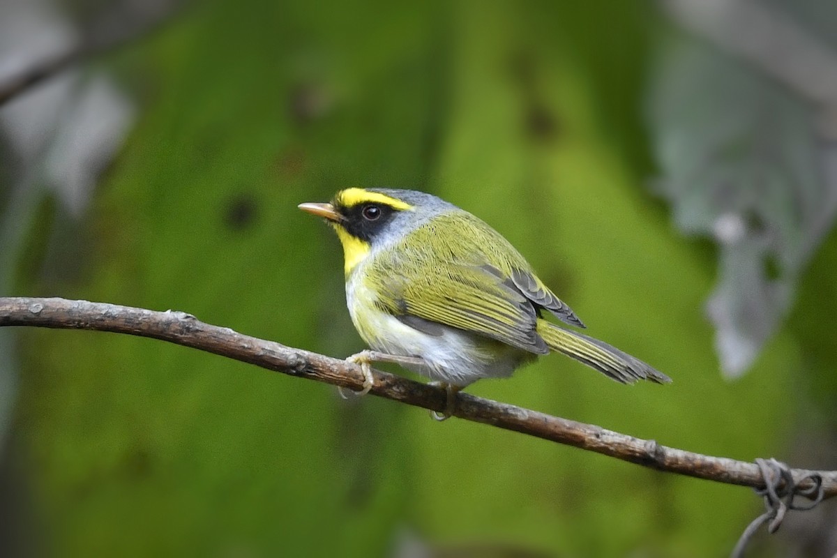 Black-faced Warbler - ML641551548
