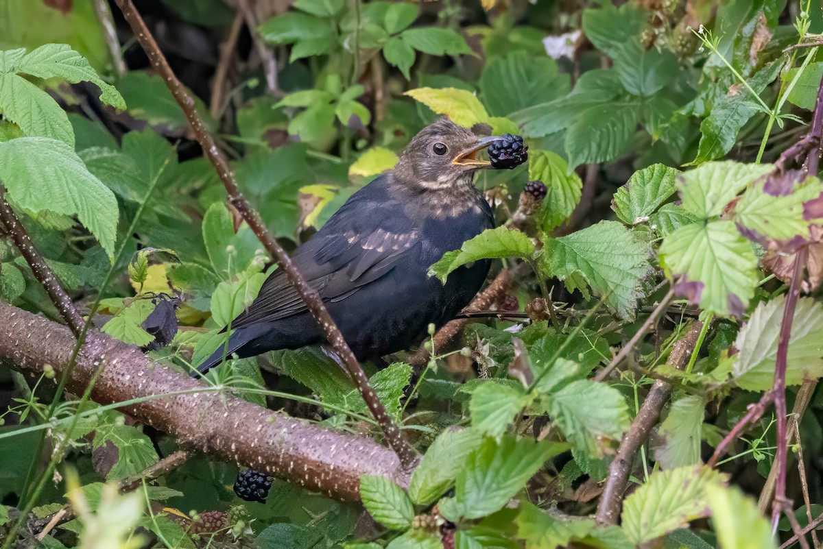 Eurasian Blackbird - ML641551556