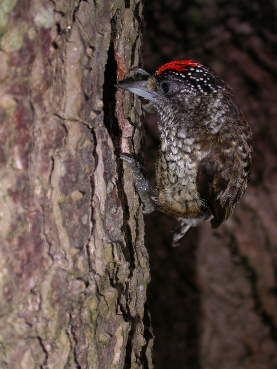 Arrowhead Piculet - ML641551557