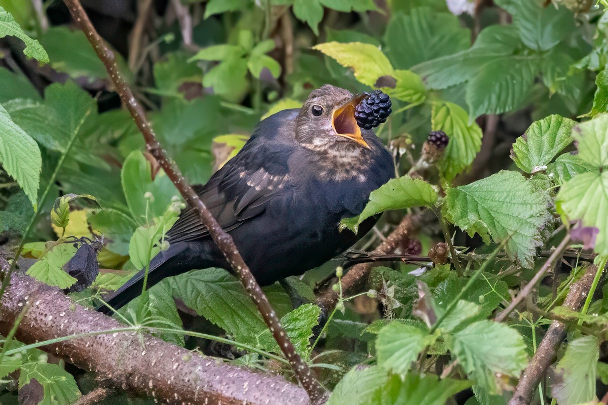 Eurasian Blackbird - ML641551559