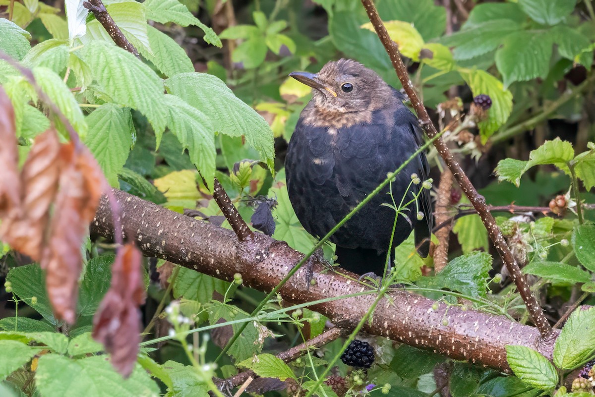Eurasian Blackbird - ML641551567