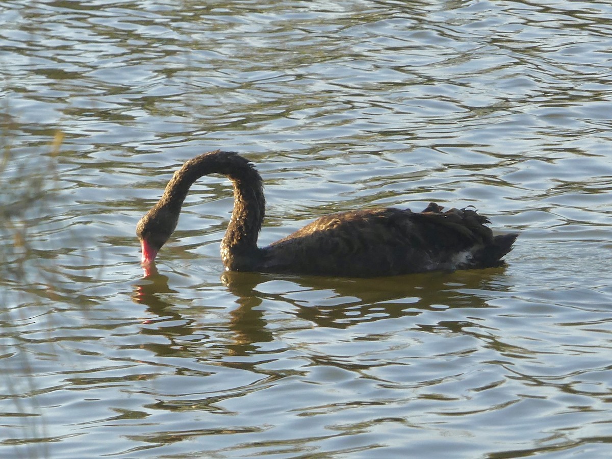 Black Swan - ML641551572