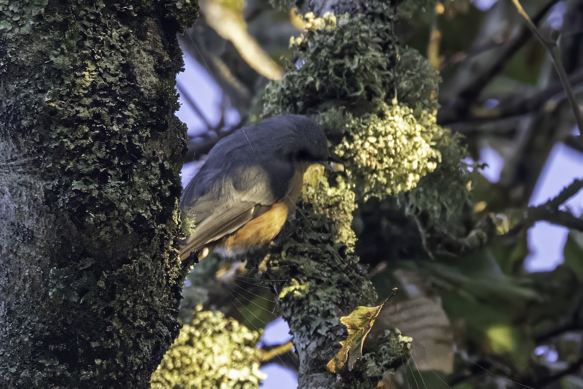 Eurasian Nuthatch - ML641551576