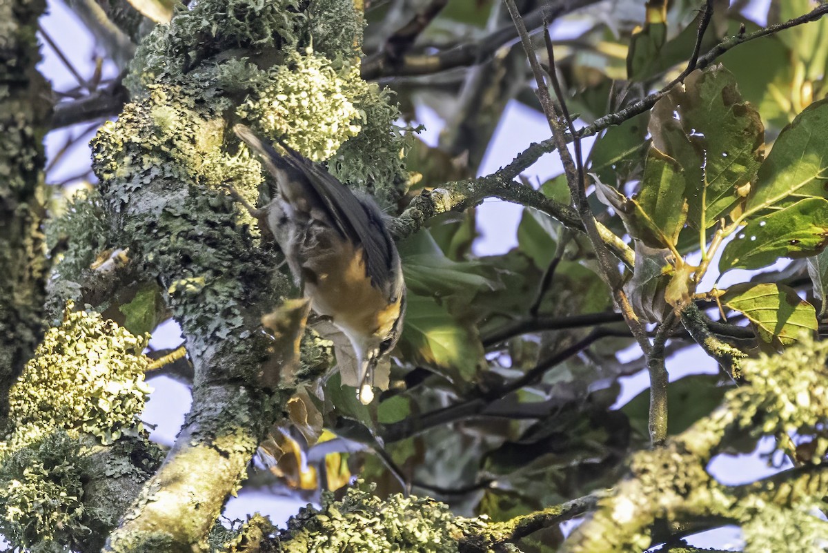 Eurasian Nuthatch - ML641551583