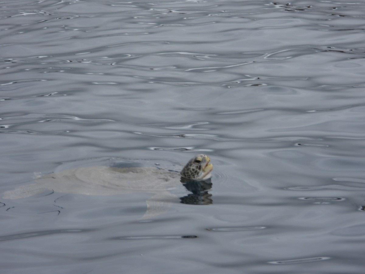 Green Sea Turtle - ML641551585
