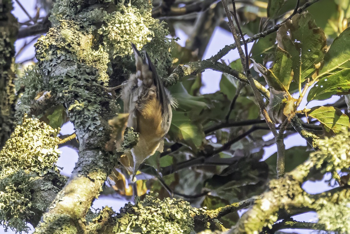 Eurasian Nuthatch - ML641551588