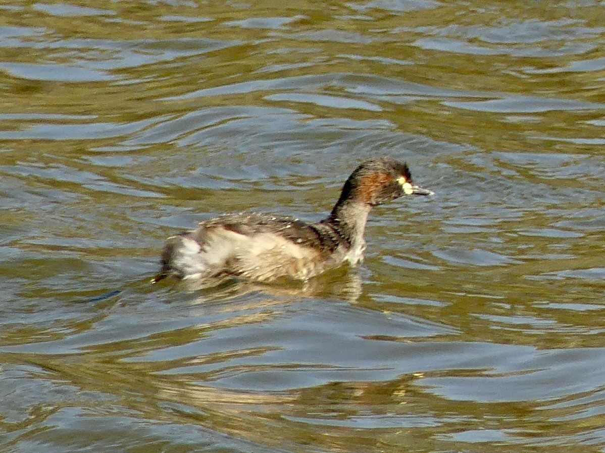 Australasian Grebe - ML641551596