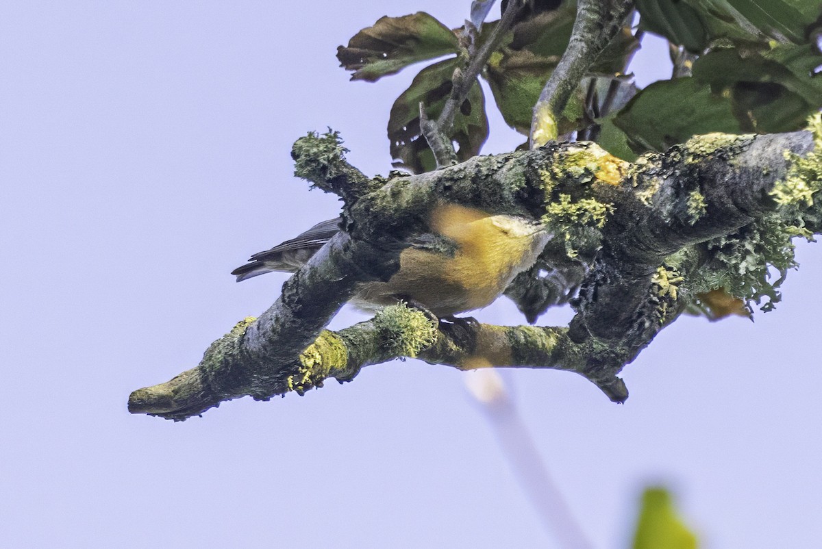 Eurasian Nuthatch - ML641551597