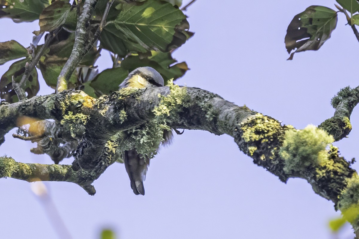 Eurasian Nuthatch - ML641551602