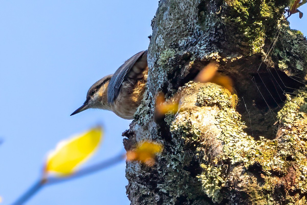 Eurasian Nuthatch - ML641551604