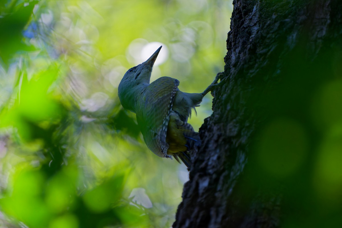 Gray-headed Woodpecker - ML641551608
