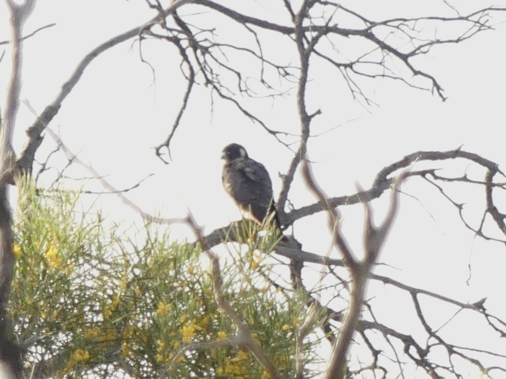 Australian Hobby - ML641551609