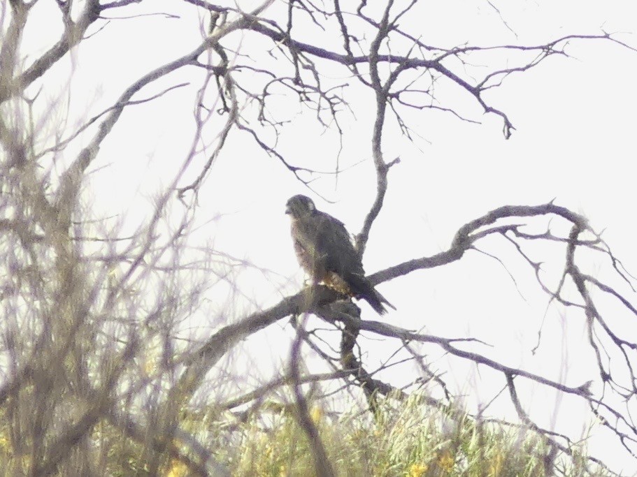 Australian Hobby - ML641551610
