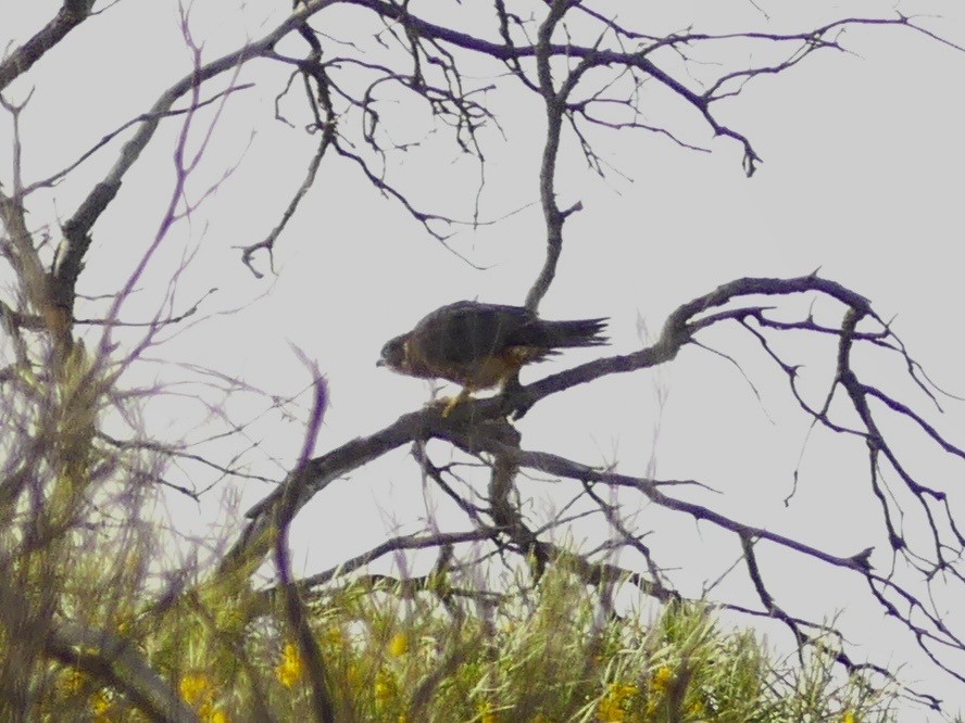 Australian Hobby - ML641551611
