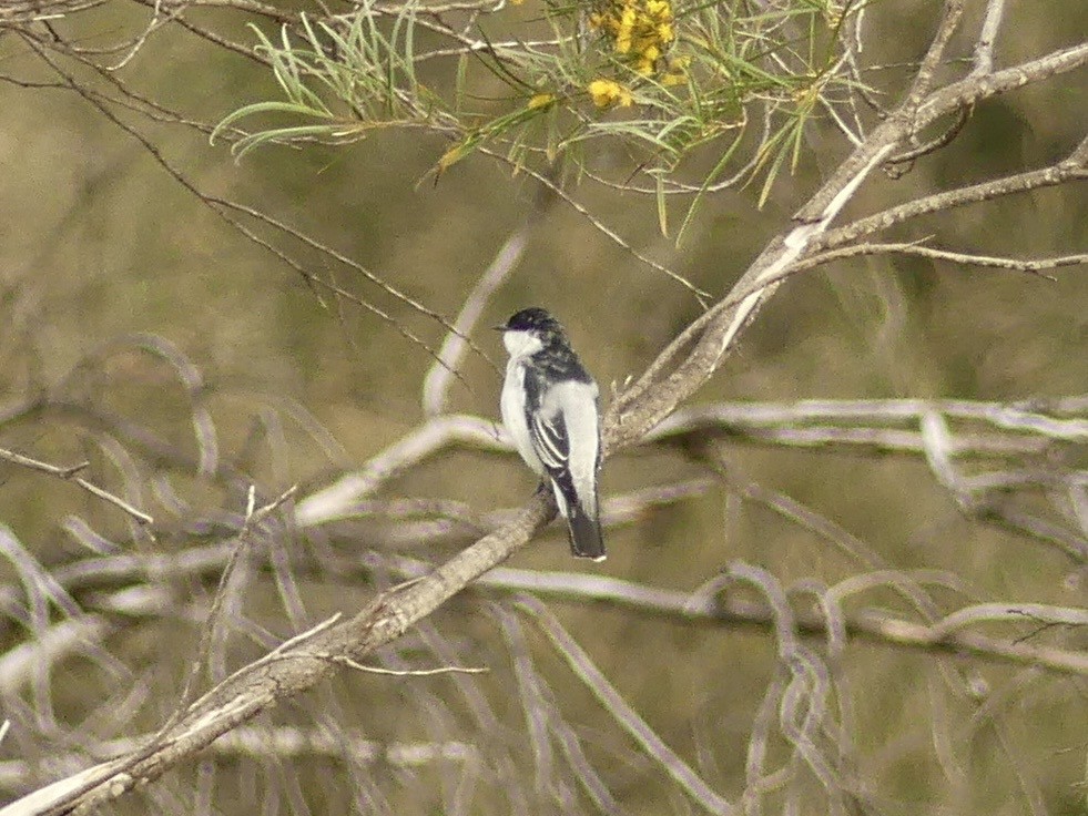 White-winged Triller - ML641551614