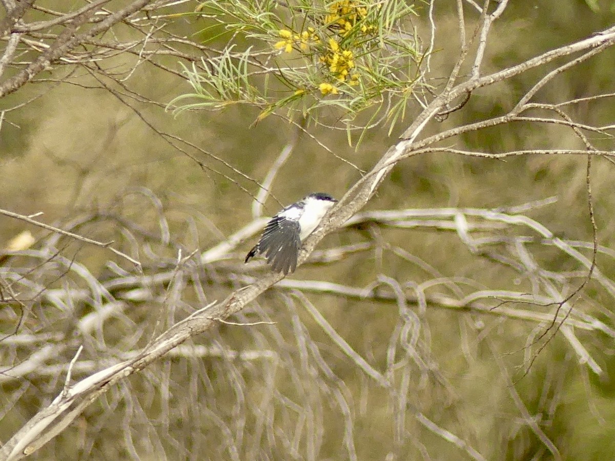 White-winged Triller - ML641551616