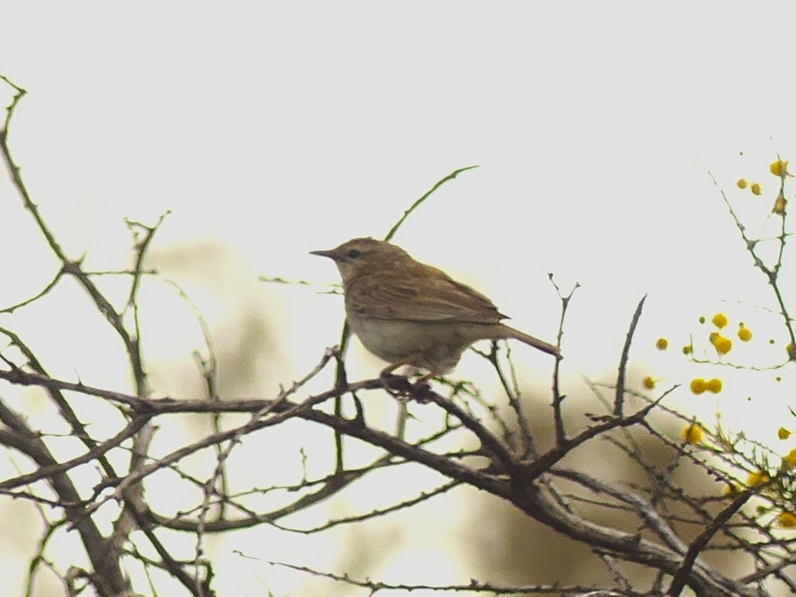 Rufous Songlark - ML641551620