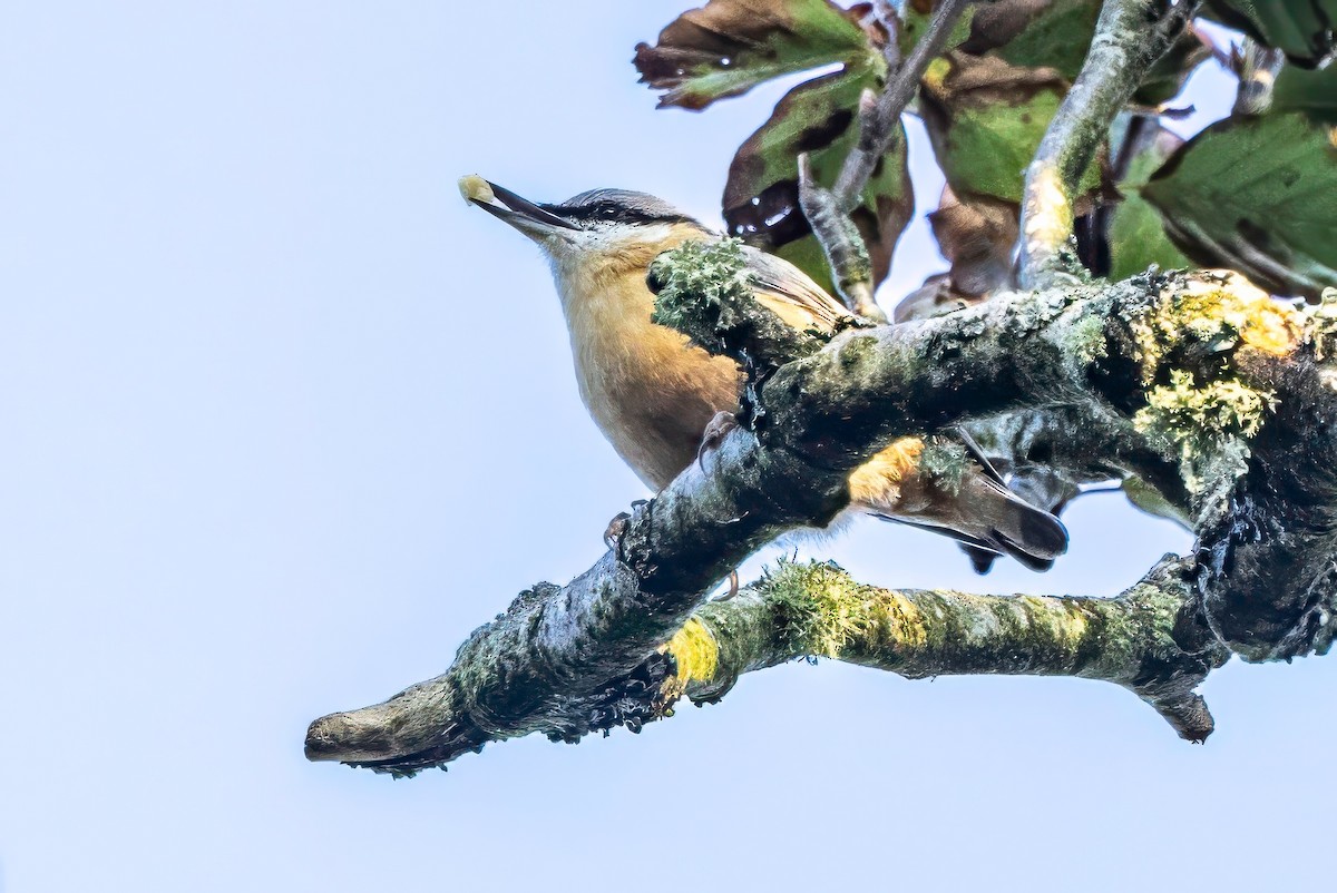 Eurasian Nuthatch - ML641551622