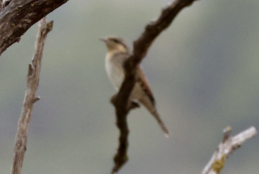 Eurasian Wryneck - ML641551625