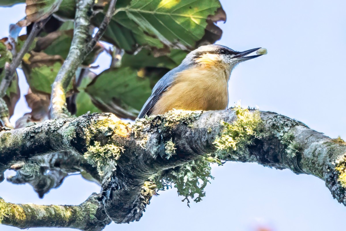 Eurasian Nuthatch - ML641551629