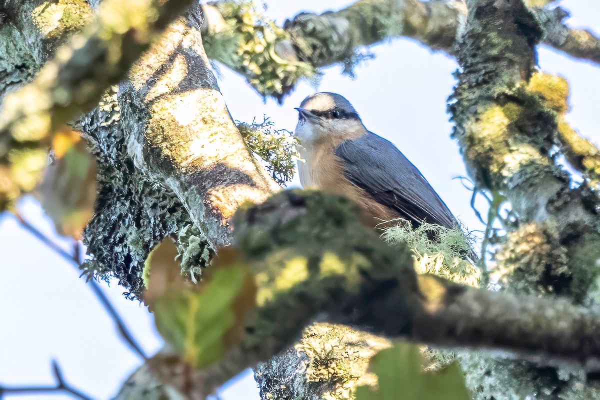 Eurasian Nuthatch - ML641551633